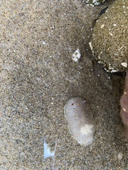 Acanthodoris nanaimoensis