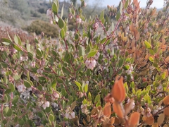 Arctostaphylos myrtifolia