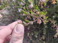 Arctostaphylos myrtifolia