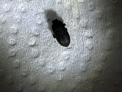Asiopus minimus
