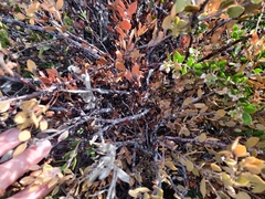 Arctostaphylos myrtifolia