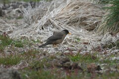 Turdus falcklandii falcklandii