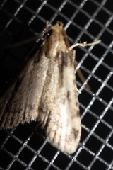 Aglossa