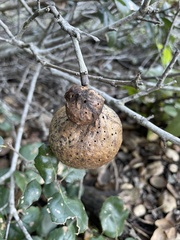 Amphibolips quercuspomiformis