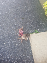 Lagomorpha