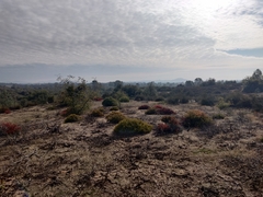 Arctostaphylos myrtifolia