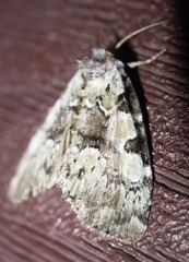 Leuconycta lepidula