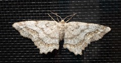Hypagyrtis piniata