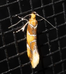 Epicallima argenticinctella