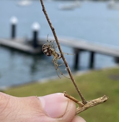 Phonognatha graeffei