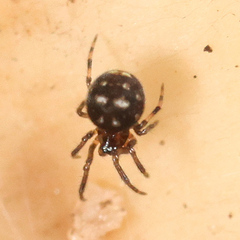 Microdipoena guttata