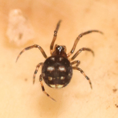Microdipoena guttata