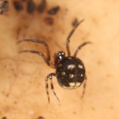 Microdipoena guttata