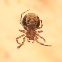 Microdipoena guttata