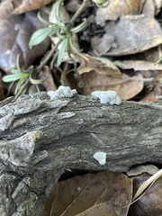 Schizophyllum commune