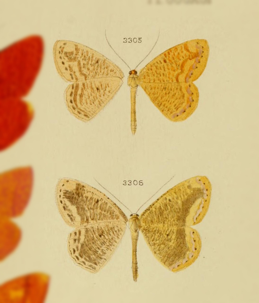 Melinoessa perlimbata