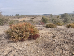 Arctostaphylos myrtifolia