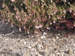 Arctostaphylos myrtifolia