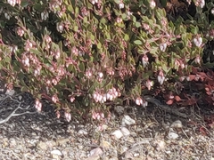 Arctostaphylos myrtifolia