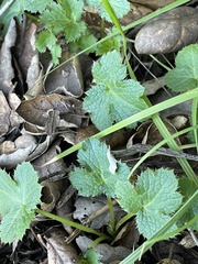 Sanicula crassicaulis