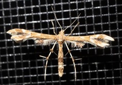 Pterophoroidea