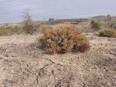 Arctostaphylos myrtifolia