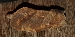 Hemiceratinae