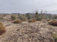 Arctostaphylos myrtifolia