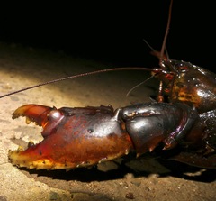 Euastacus hystricosus