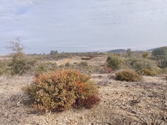 Arctostaphylos myrtifolia