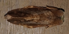 Hemiceratinae