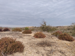Arctostaphylos myrtifolia
