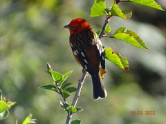Piranga bidentata