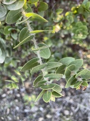 Arctostaphylos purissima purissima