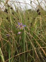 Dianella amoena