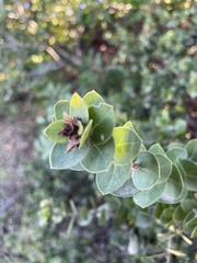Arctostaphylos purissima purissima
