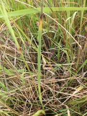 Dianella amoena