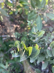 Arctostaphylos purissima purissima