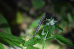 Ocnophiloidea regularis