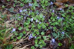 Viola appalachiensis
