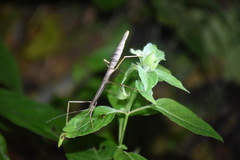 Ocnophiloidea regularis