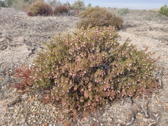 Arctostaphylos myrtifolia