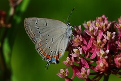Satyrium acadica