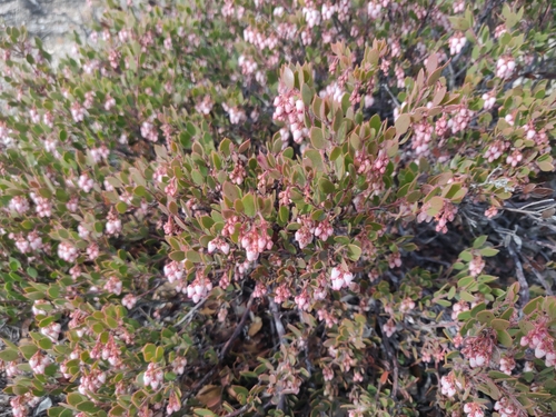 Image of Arctostaphylos myrtifolia by (c) Alexander Wentworth, some rights reserved (CC BY)