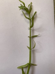 Crassula helmsii