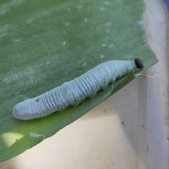 Erionota torus