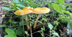 Pluteus variabilicolor