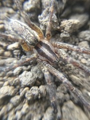 Agelenopsis