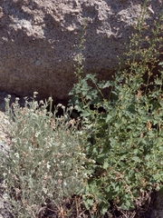 Scrophularia desertorum