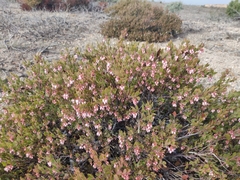 Arctostaphylos myrtifolia